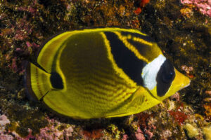 Popular Fish Starting With R - FishLab.com