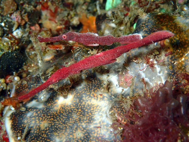 velvet robust ornate ghost pipefish 2336885 640