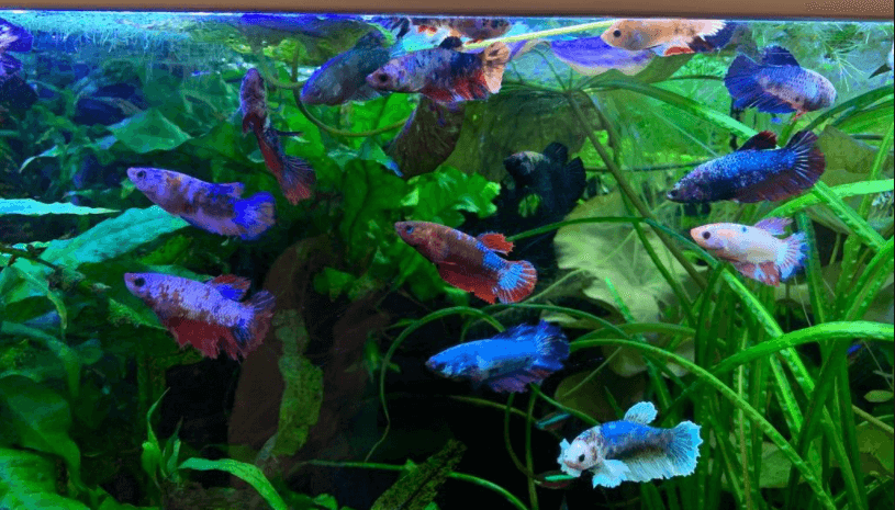 Keeping best sale female bettas