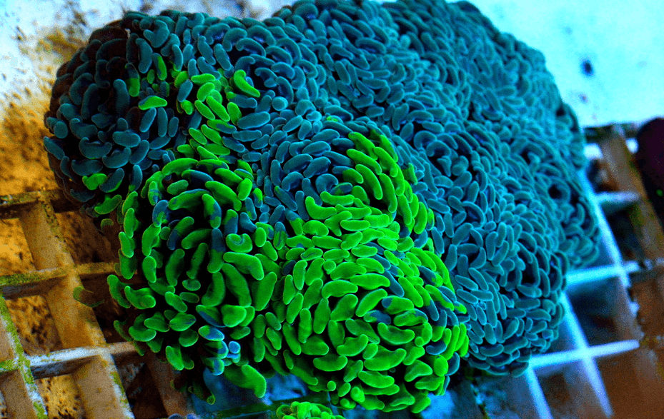 Hammer Coral 4