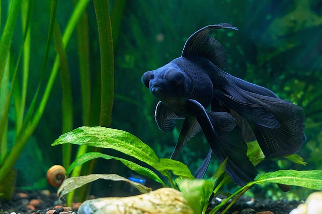 14 Fish with Big Eyes (Photos and the Best Ones for Your Tank