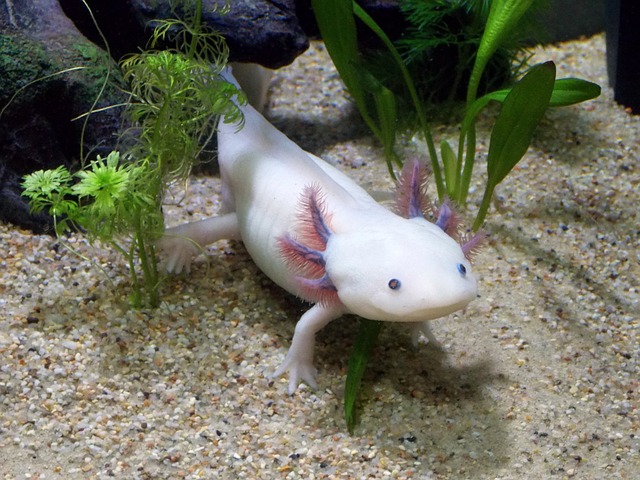 freshwater fish with legs