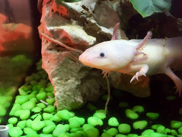 axolotl 2412189 640