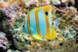 15+ Popular Fish With Yellow Stripes | FishLab