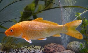 15+ Popular Fish With Big Lips - FishLab