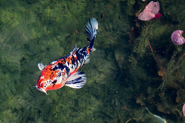 Koi Fish Prices In Maryland: The Insider's Scoop 🐟 💵