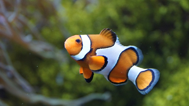 Clownfish Tank Mates