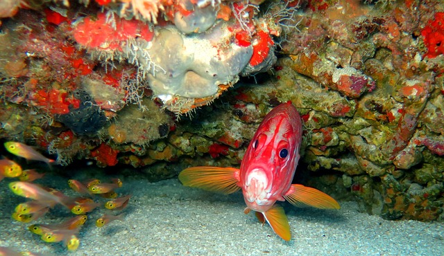 15 Impressive Fish With Big Eyes