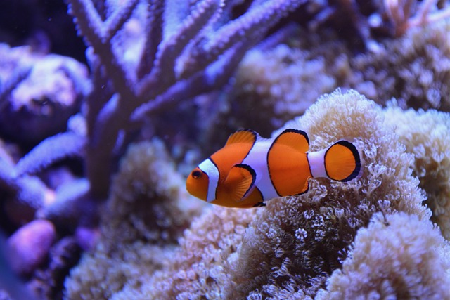 What Do Clownfish Eat