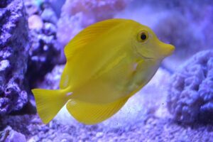 15 Best Clownfish Tank Mates - FishLab