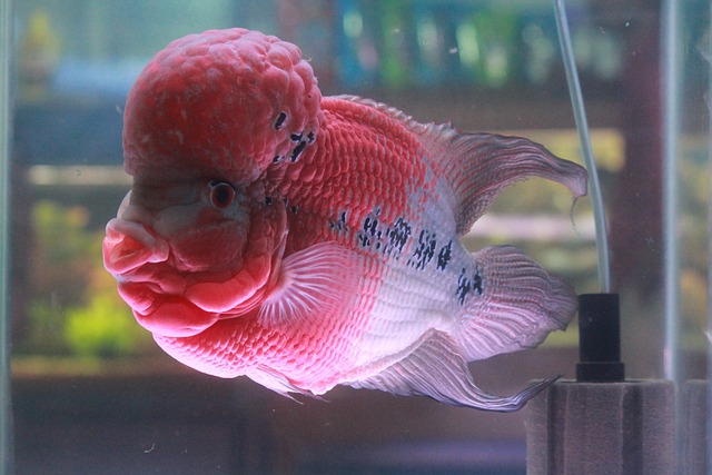 100+ Pink Fish Names - FishLab