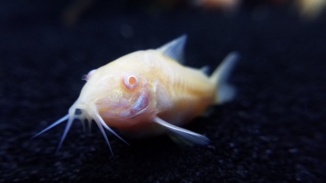 15+ Popular Fish With Whiskers - FishLab