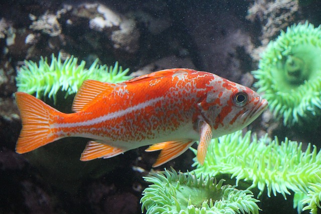 15+ Popular Fish With Big Forehead - FishLab