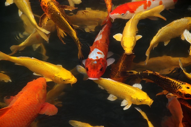 Koi Fish Prices In Maryland: The Insider's Scoop 🐟 💵