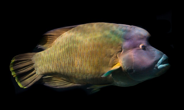 15+ Popular Fish With Big Forehead - FishLab