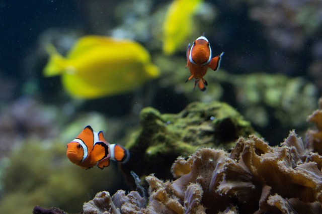 Clownfish food shop in aquarium