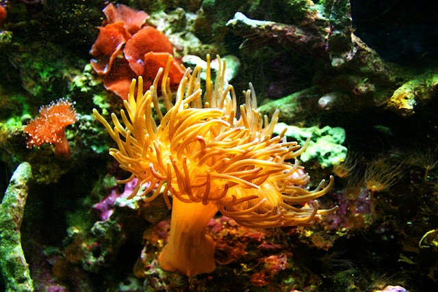 sea anemone 1460662 640