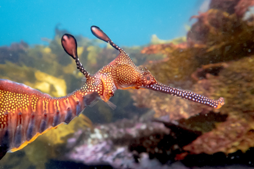 Fish That Look Like Dragon