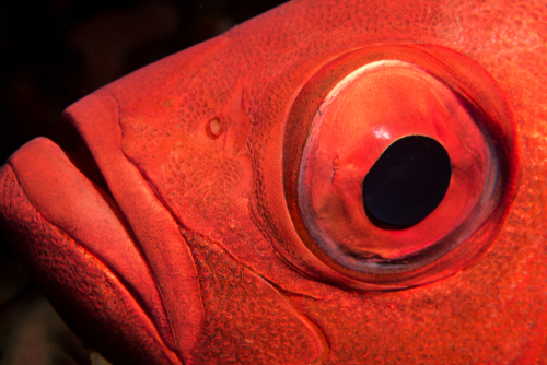 Fish with Big Eyes 