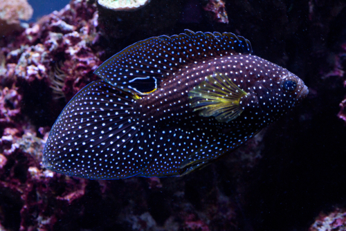 black saltwater fish with white spots