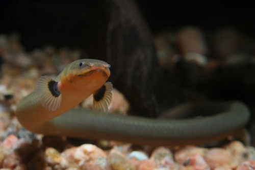 15+ Popular Fish with Big Eyes - FishLab