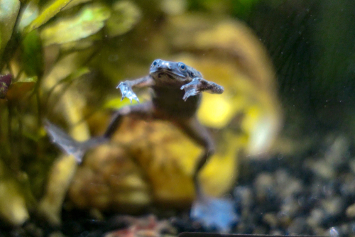 African Dwarf Frog Tank Mates