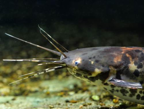 Fish With Whiskers 