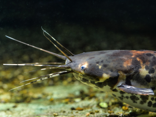 Whiskers in the water! [different types of catfish]