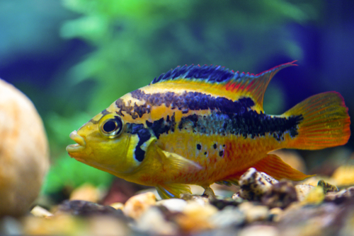 Fish With Yellow Stripes