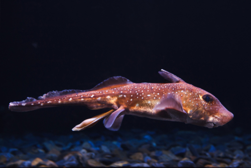 Red Bigeye Fish: 3 Families of Amazing Fish with Big Eyes