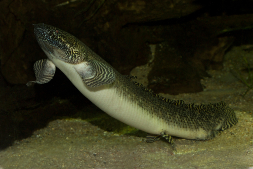 freshwater fish with legs