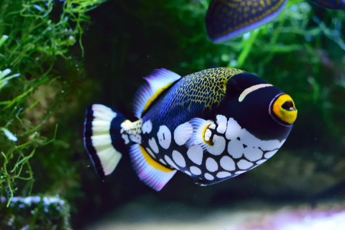 black and white tropical fish