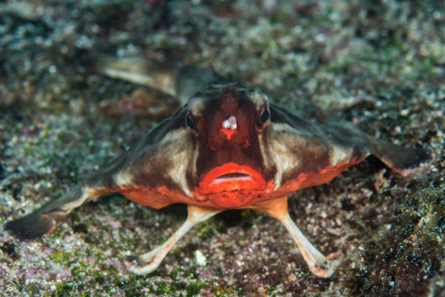 freshwater fish with legs