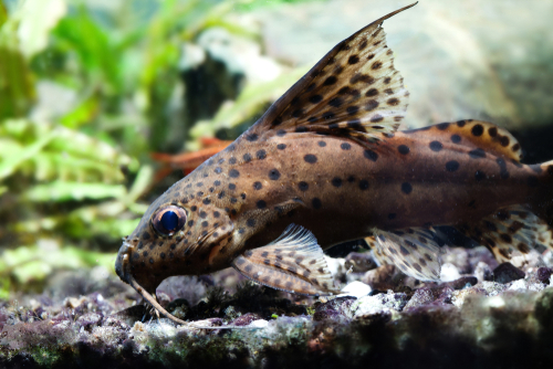 6 Popular Fish That Look Like A Dog - FishLab