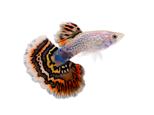 How Long Do Guppies Live?