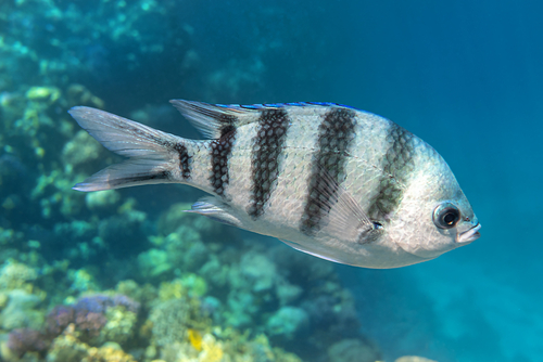 15+ Popular Fish With Black Stripes - FishLab