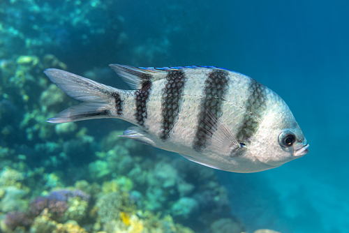 15+ beliebte Fische mit schwarzen Streifen15+ beliebte Fische mit schwarzen Streifen  