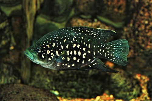 What Is The Name Of This Black Tropical Fish With White Stripes?