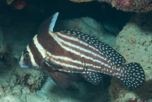 15+ Popular Fish With Black Stripes - FishLab