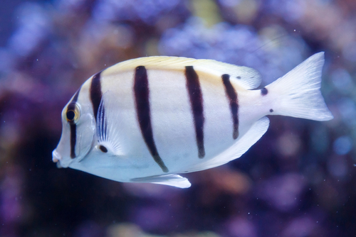 Fish With Black Stripes