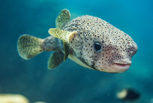 15+ Popular Fish with Big Eyes - FishLab