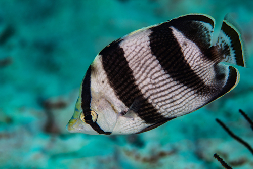 black and white tropical fish