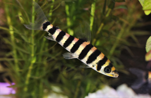 Black and white store freshwater aquarium fish