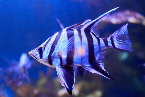 Black And White Tropical Fish