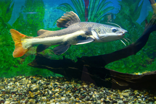 15+ Popular Fish with Big Eyes - FishLab