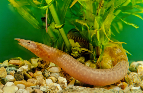 Freshwater Aquarium Eels