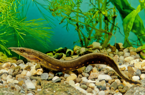 Freshwater eel hot sale care