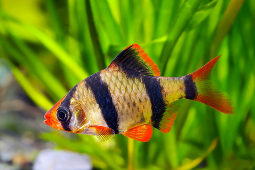 Small striped hot sale fish freshwater