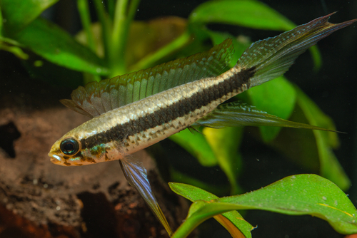 Stripe White Black Freshwater Fish