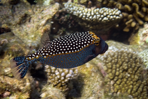 9-popular-black-fish-with-white-spots-fishlab